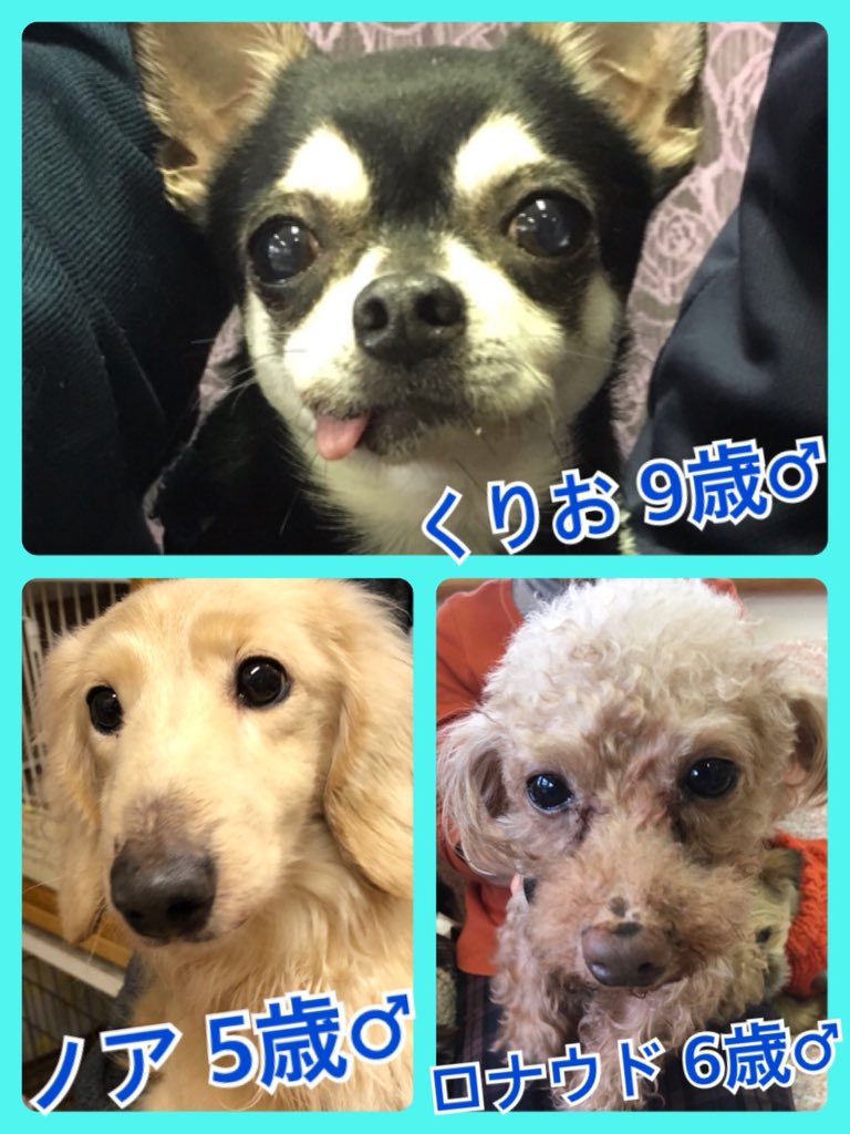 🐾今日の里親様募集中ワンコ🐶メンバーです🐾2019,3,16